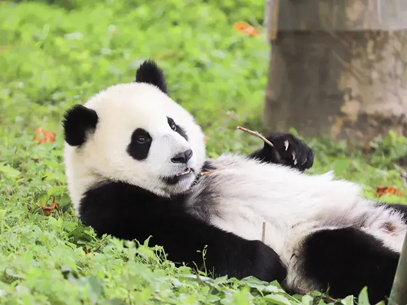 2026 [Fairyland Jiuzhaigou] Panda Valley / Dujiangyan + Jiuzhaigou + Huanglong 4-Day Tour