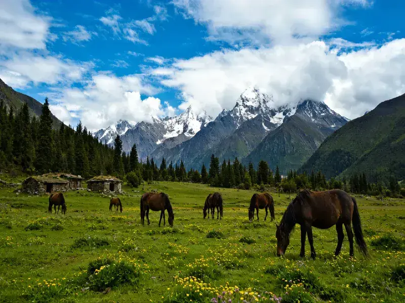 [2026 Snowland Epic] Lhasa + Nyingchi + Lulang Pasture + Grand Canyon + Basum Tso + Yamdrok Lake 7-Day (Most Popular Route) - Tibet 1