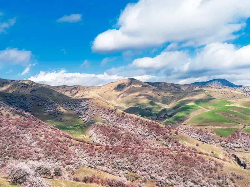 Xinjiang Flower Hunting: A Hardcore Off-Road Route from Pamir Apricot Blossoms to Huocheng Lavender